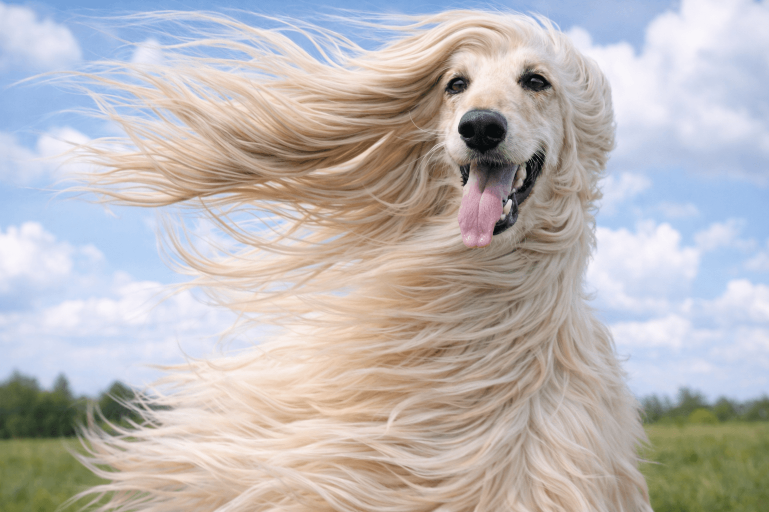 Afghan Hound dog