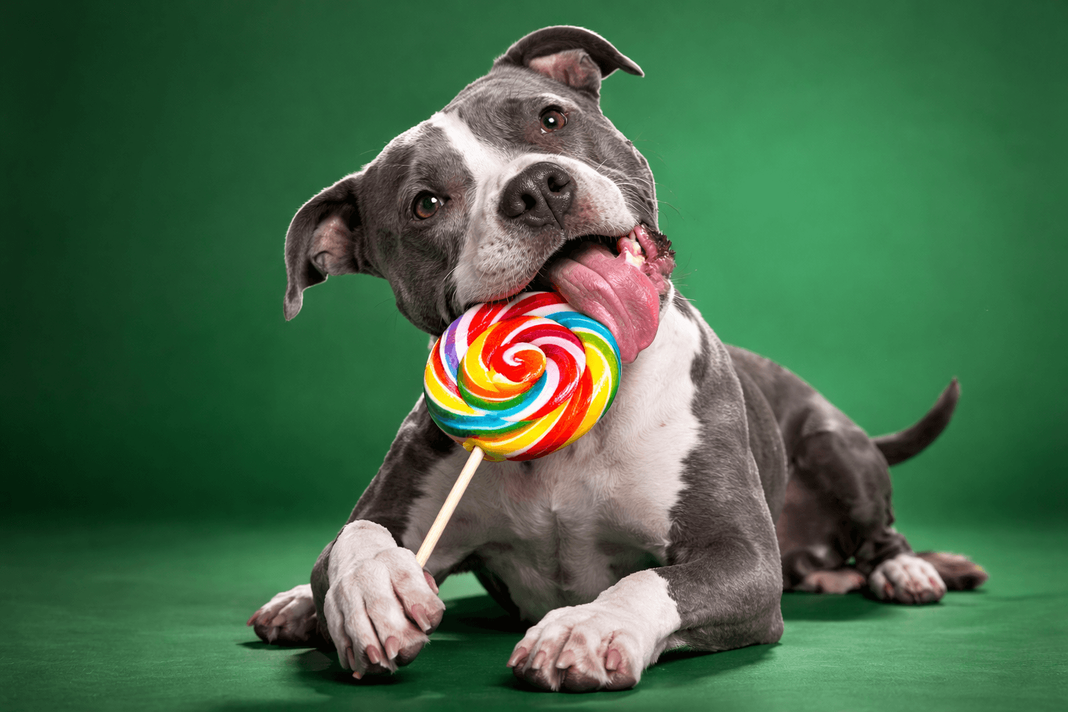 American Staffordshire Terrier dog