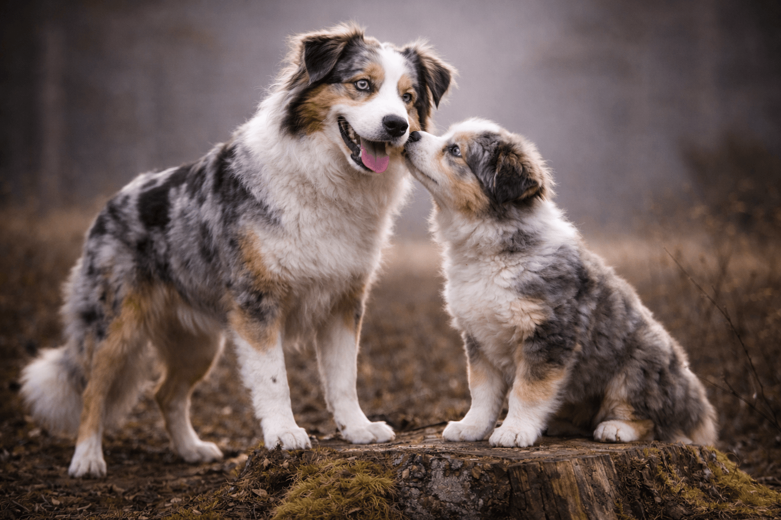 Australian Shepherd dog