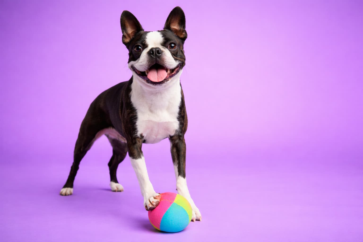 Boston Terrier dog