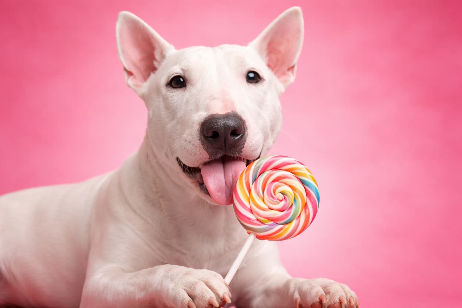 Bull Terrier dog