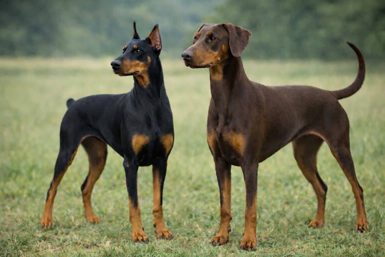 Doberman Pinscher dog