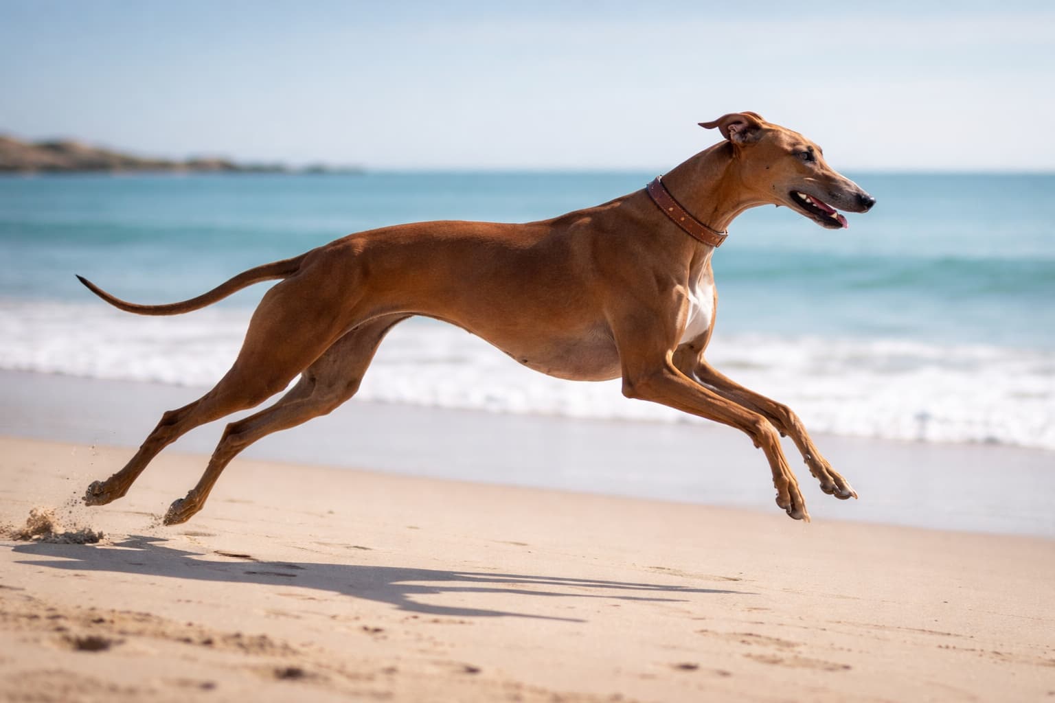 Greyhound dog
