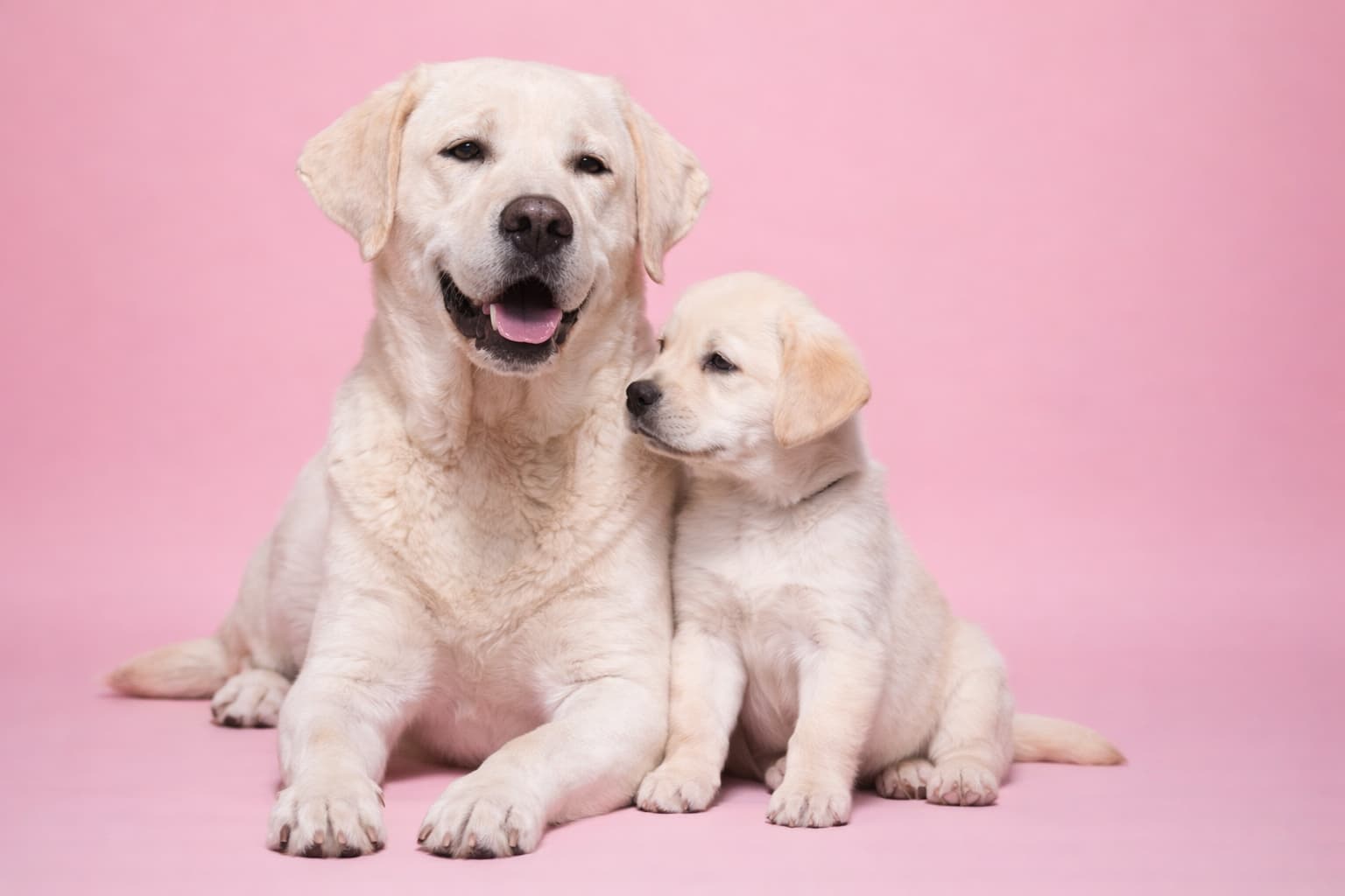 Labrador Retriever dog