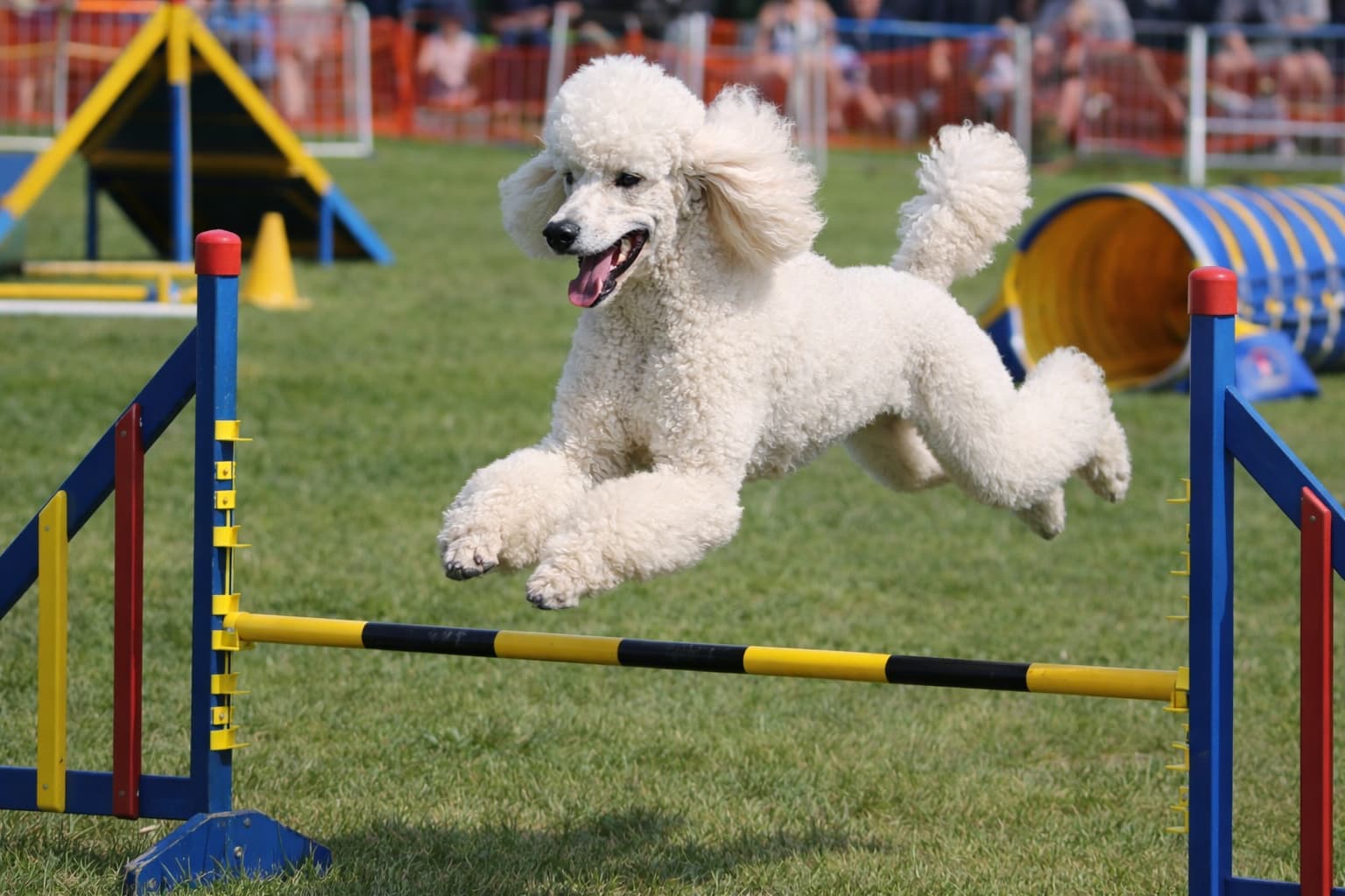 Poodle (Standard) dog