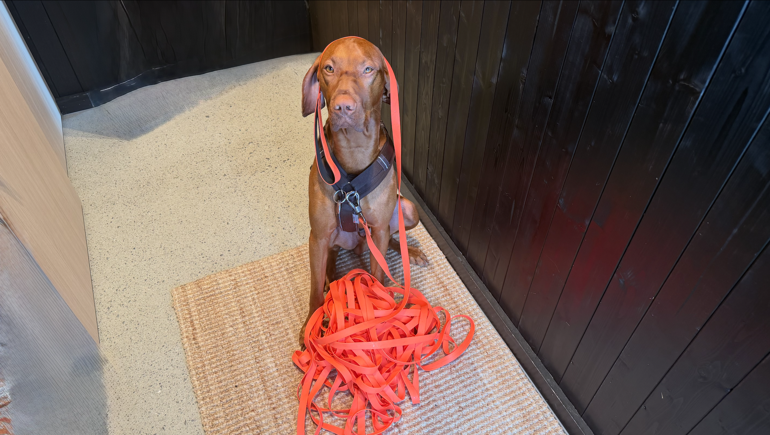 30m Waterproof Leash