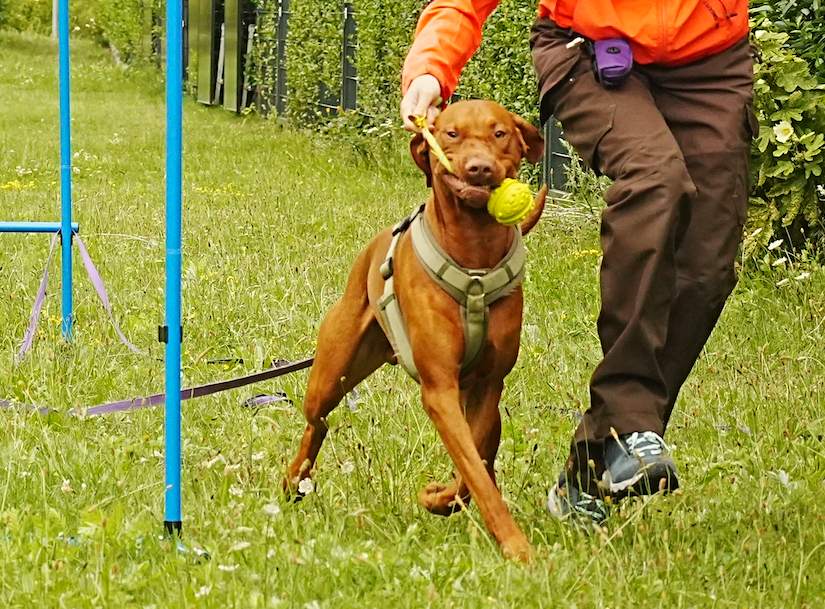 Dog Harness Y-Design